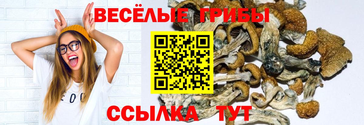 Свободный  Псилоцибиновые грибы Psilocybe  Вход с VPN  Галлюциногенные грибы GOLDEN TEACHER 